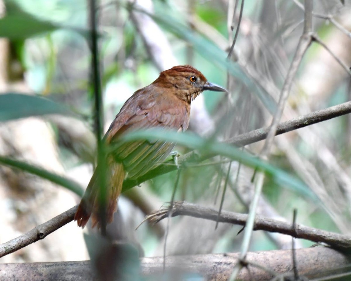 Chestnut-crowned Foliage-gleaner - ML638505880