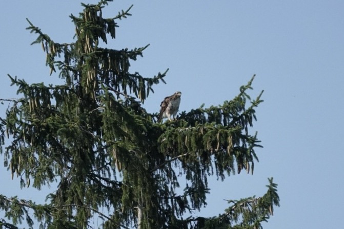 káně páskovaná - ML638505881