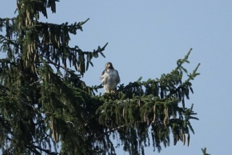 káně páskovaná - ML638505882