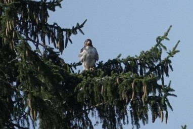 káně páskovaná - ML638505884