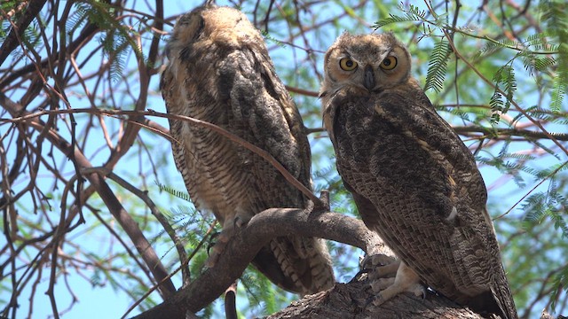 Great Horned Owl - ML638505894