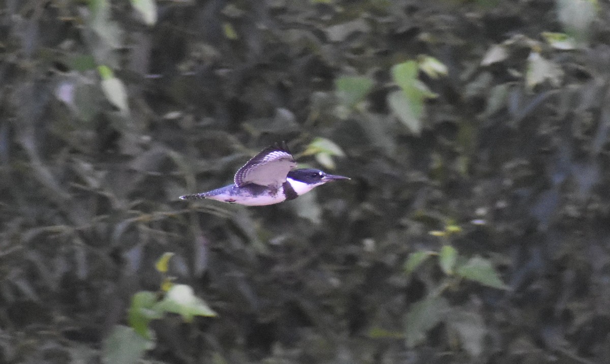 Belted Kingfisher - ML638505907