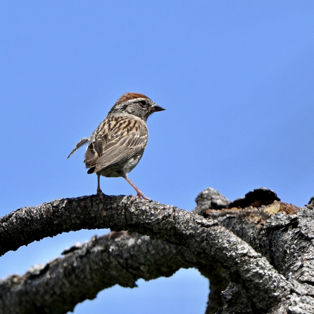 strnádka vrabcovitá - ML638505908