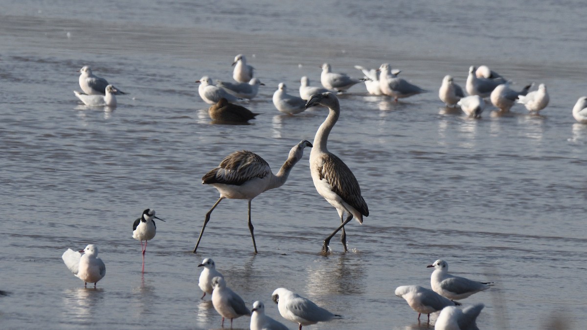 Chilean Flamingo - ML638505914