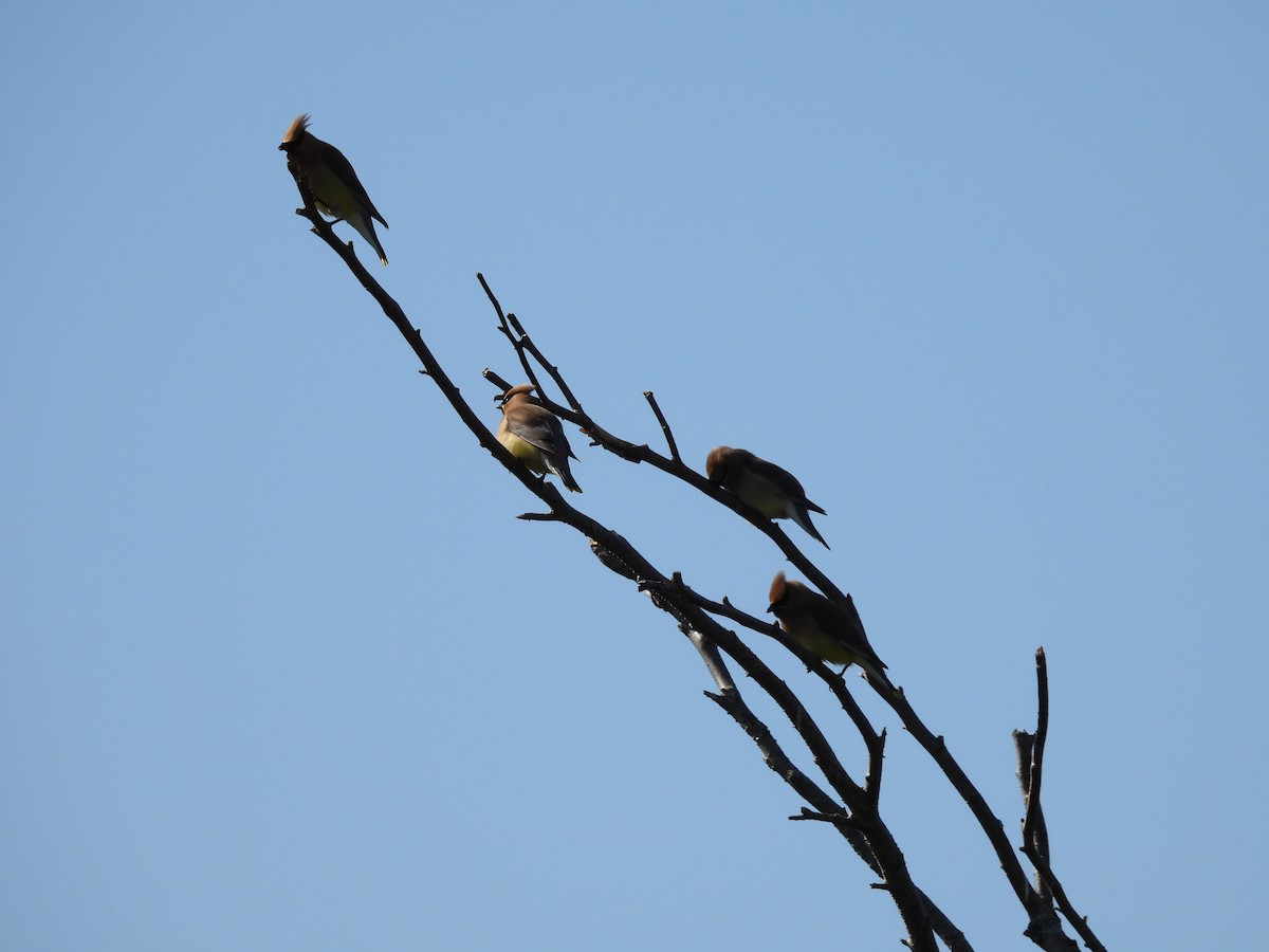 Cedar Waxwing - ML638505951