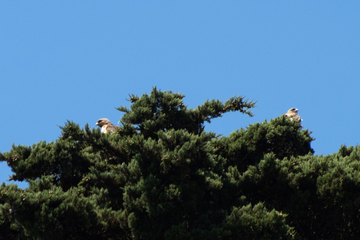 Red-tailed Hawk - ML638505958