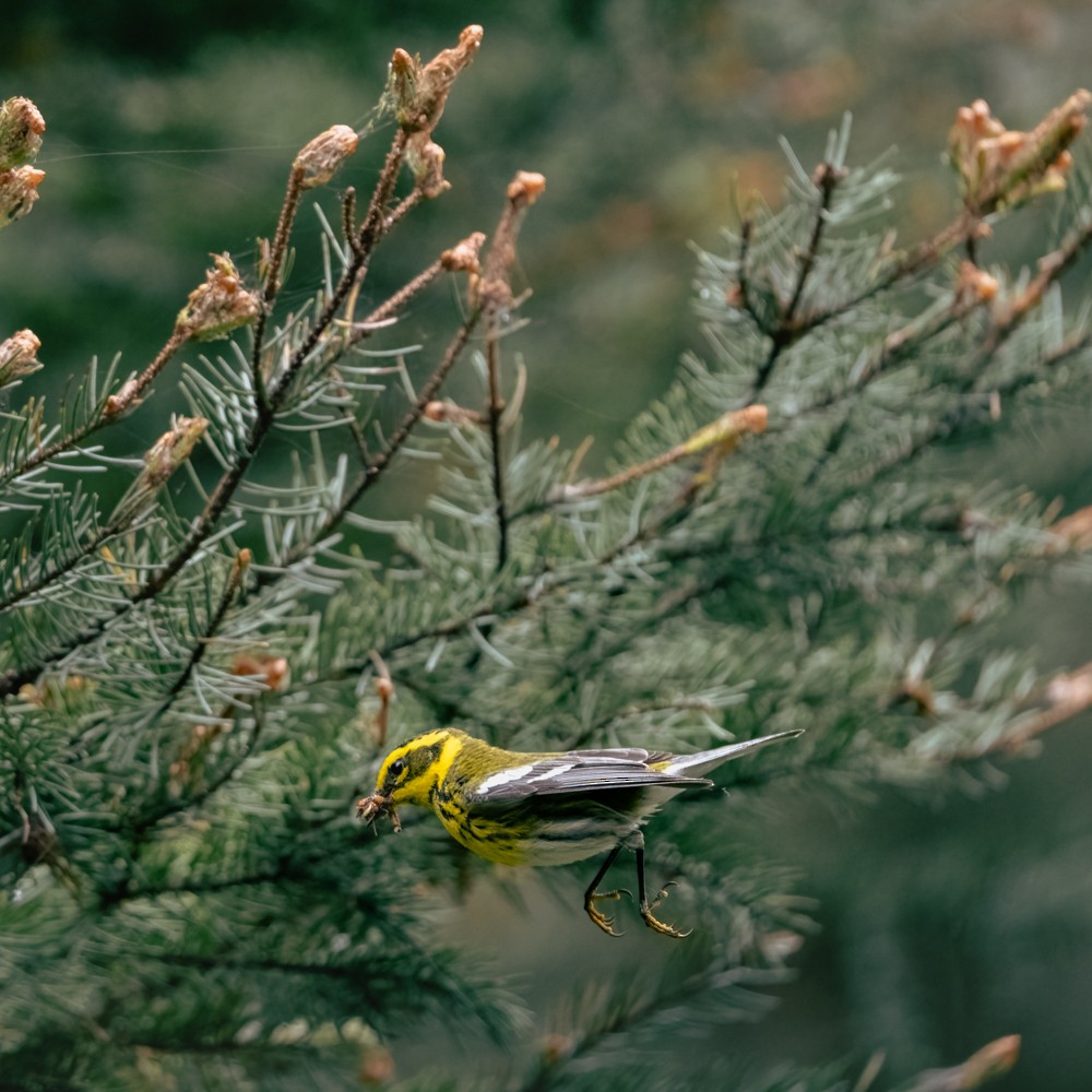 Townsend's Warbler - ML638505974