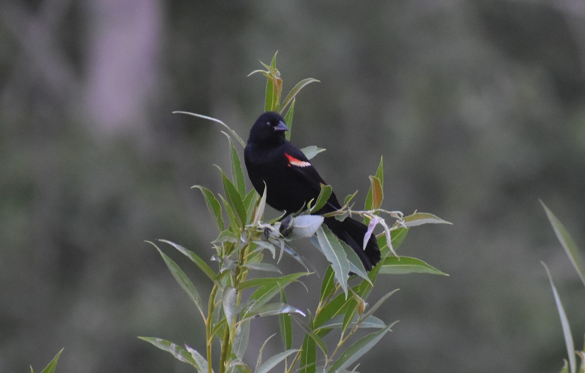 Red-winged Blackbird - ML638505999