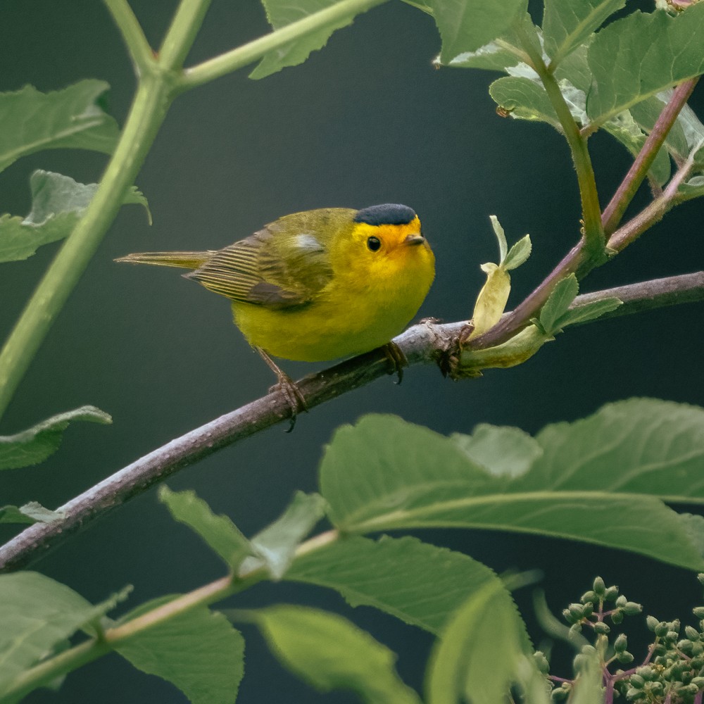 Wilson's Warbler - ML638506007