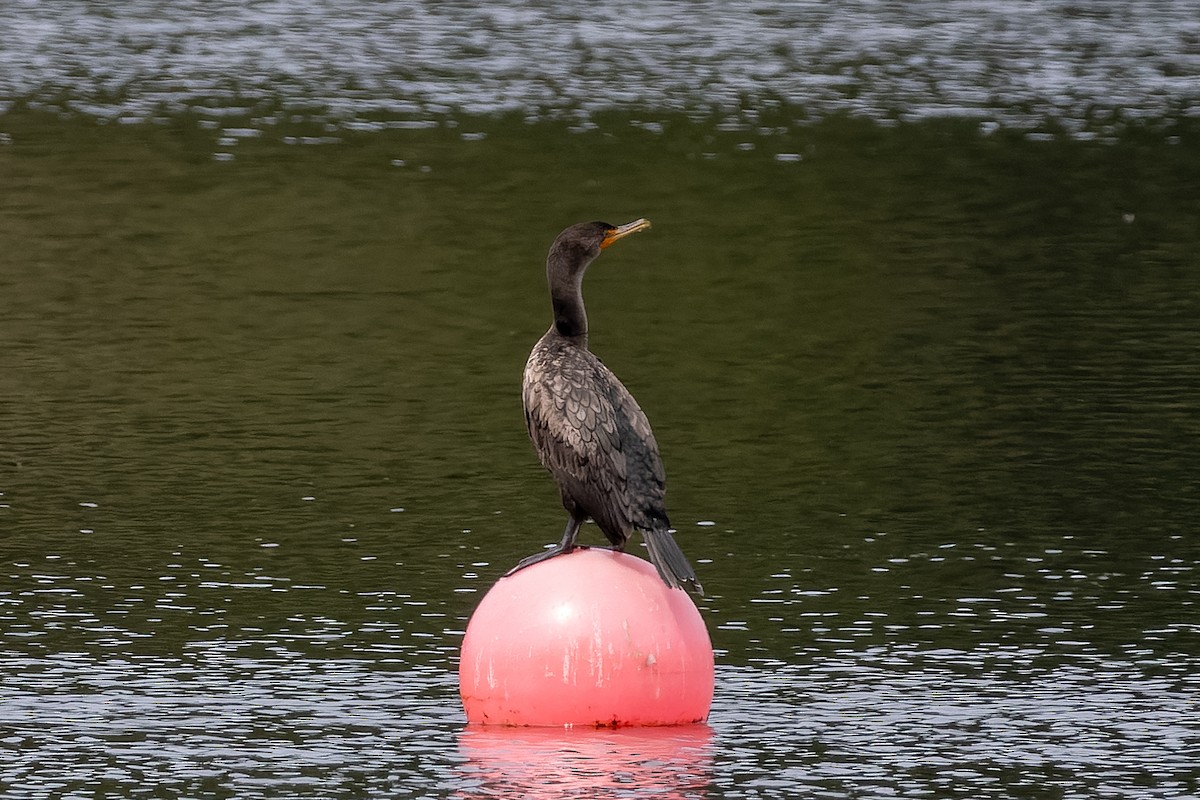 Double-crested Cormorant - ML638506011