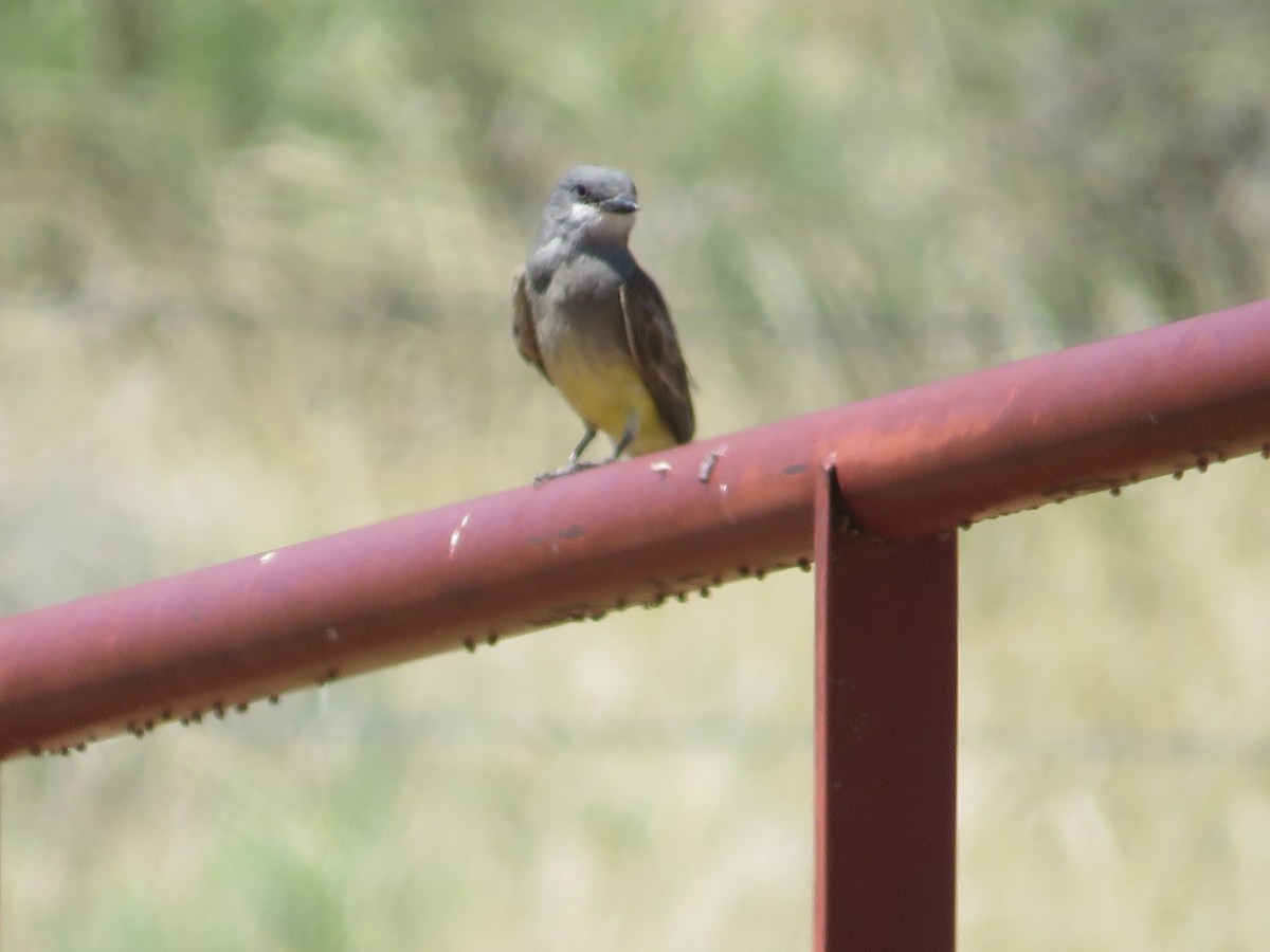 Cassin's Kingbird - ML638506016