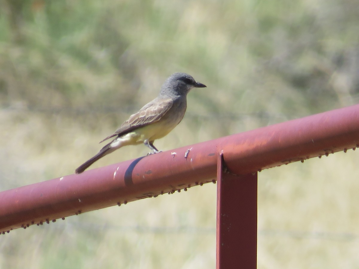 Cassin's Kingbird - ML638506017