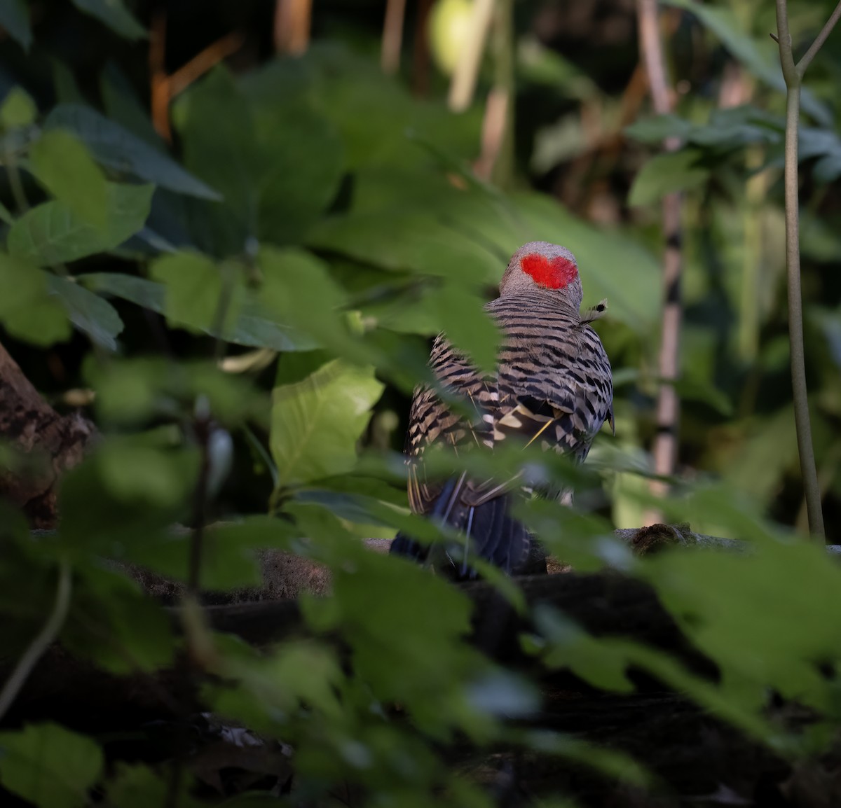 Northern Flicker - ML638506019