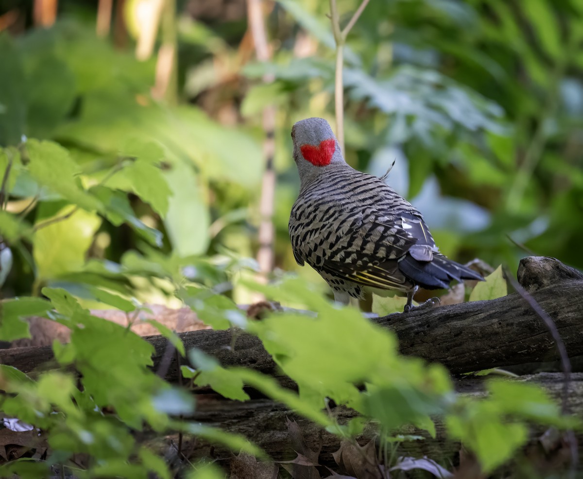 Northern Flicker - ML638506020