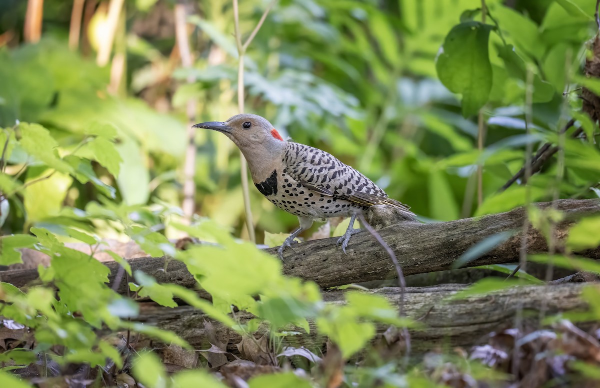 Northern Flicker - ML638506022