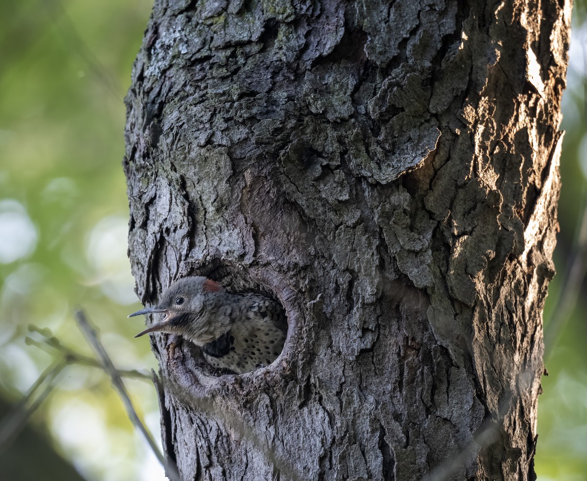 Northern Flicker - ML638506023