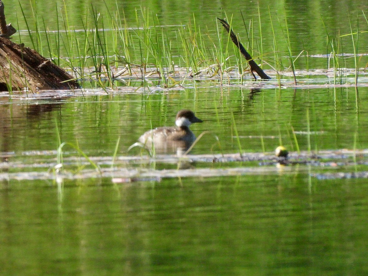 Common/Barrow's Goldeneye - ML638506025