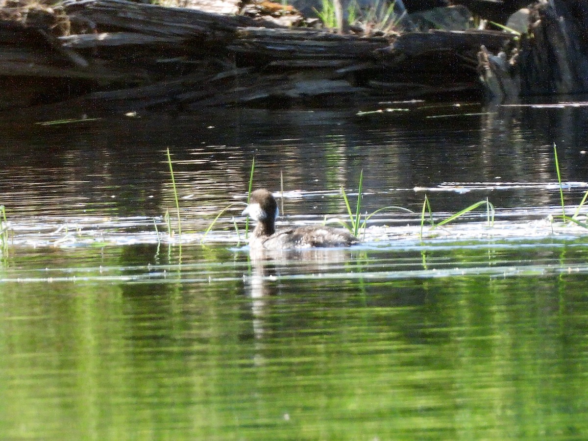 Common/Barrow's Goldeneye - ML638506027