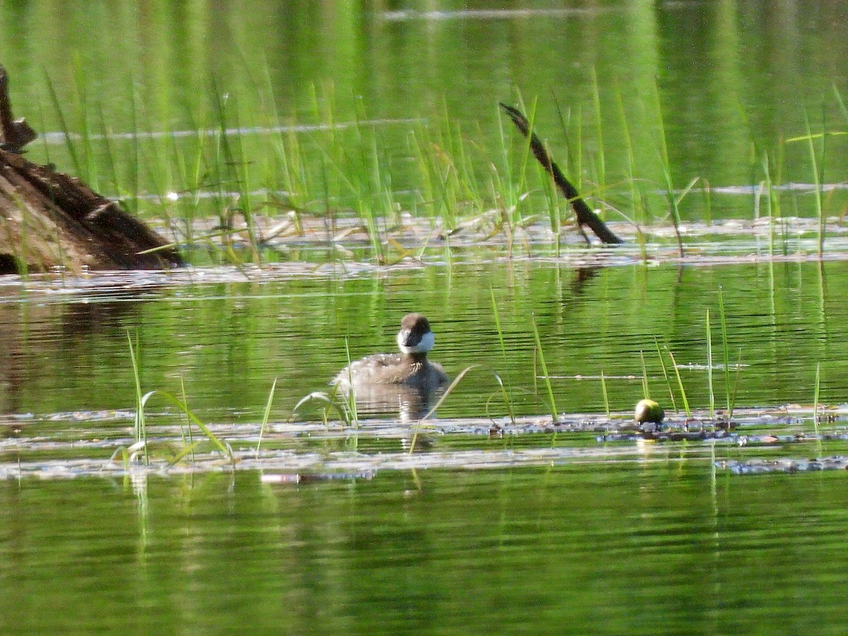 Common/Barrow's Goldeneye - ML638506028