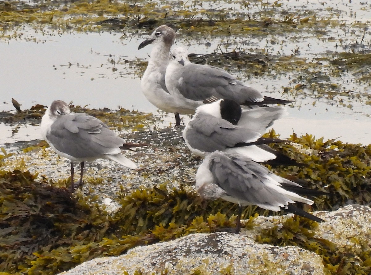Laughing Gull - ML638506039