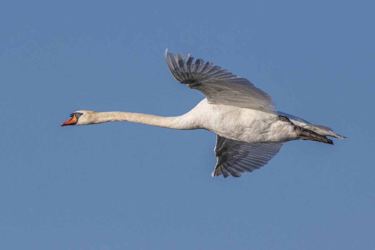 Mute Swan - ML638506047