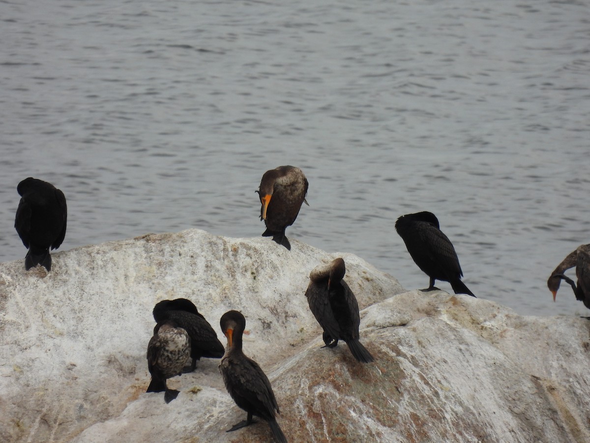 Double-crested Cormorant - ML638506059