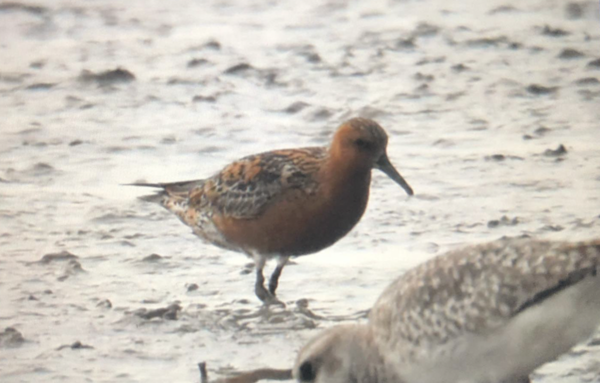 Red Knot - ML638506090