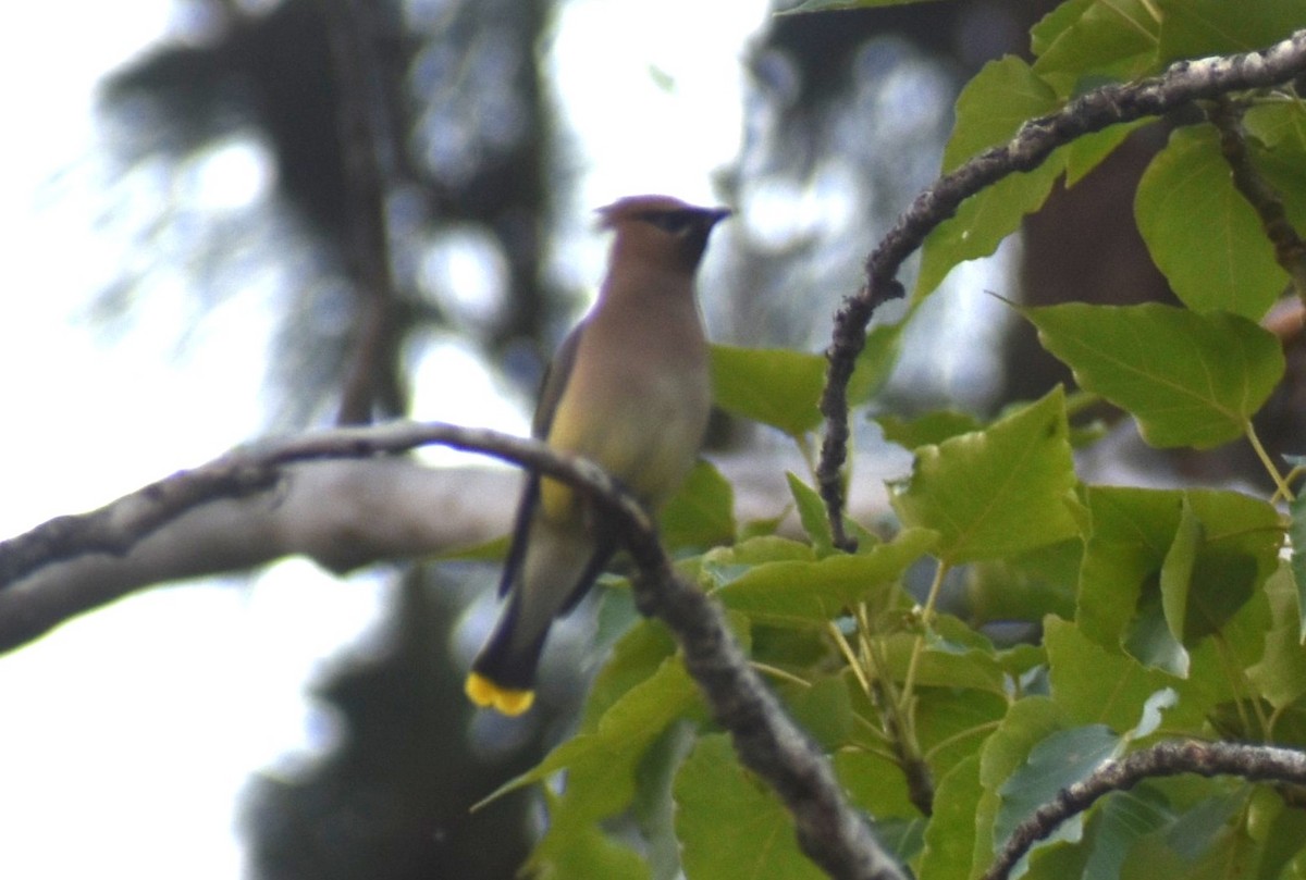 Cedar Waxwing - ML638506095