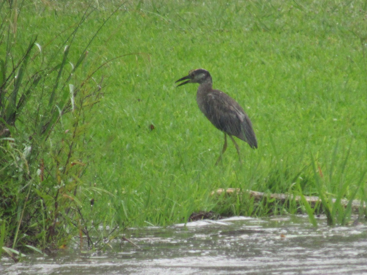 Krabbenreiher - ML638506109