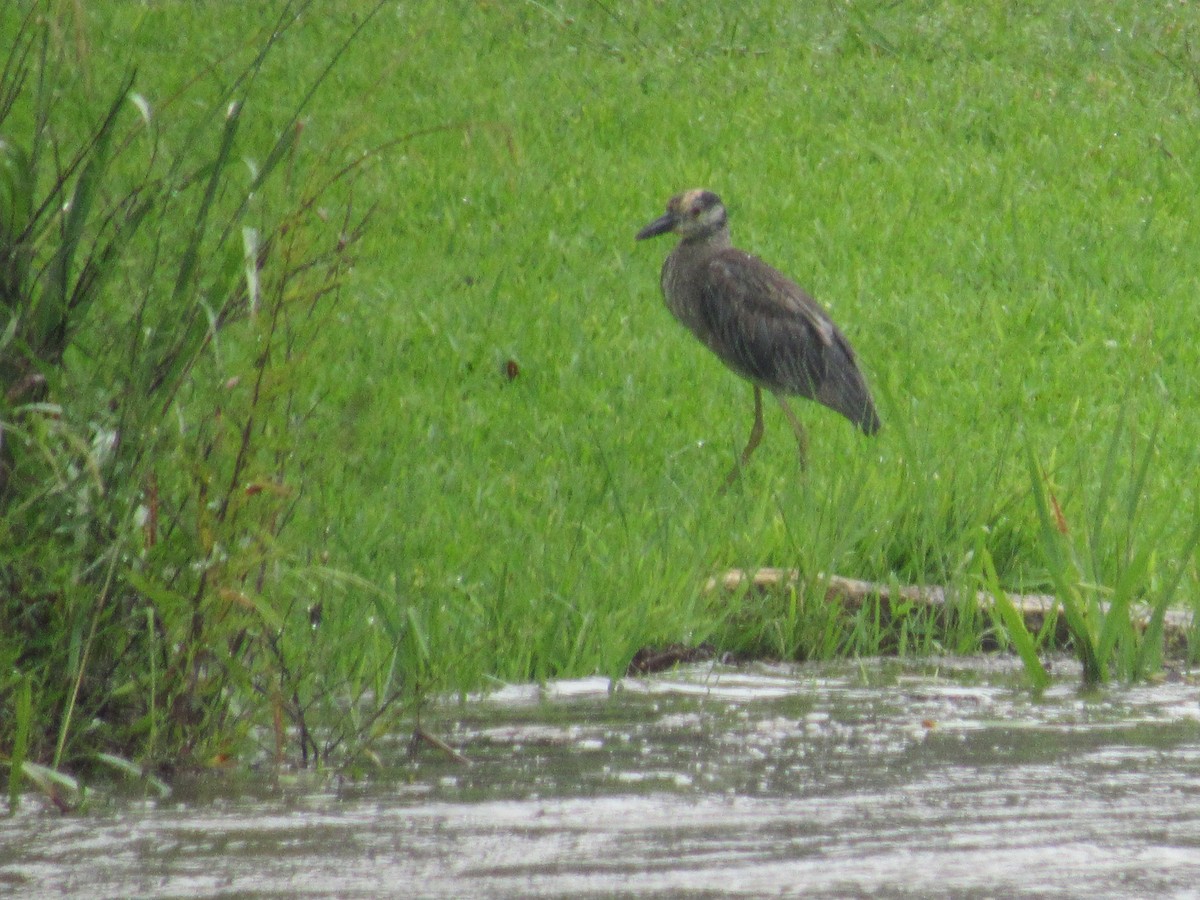 Krabbenreiher - ML638506111