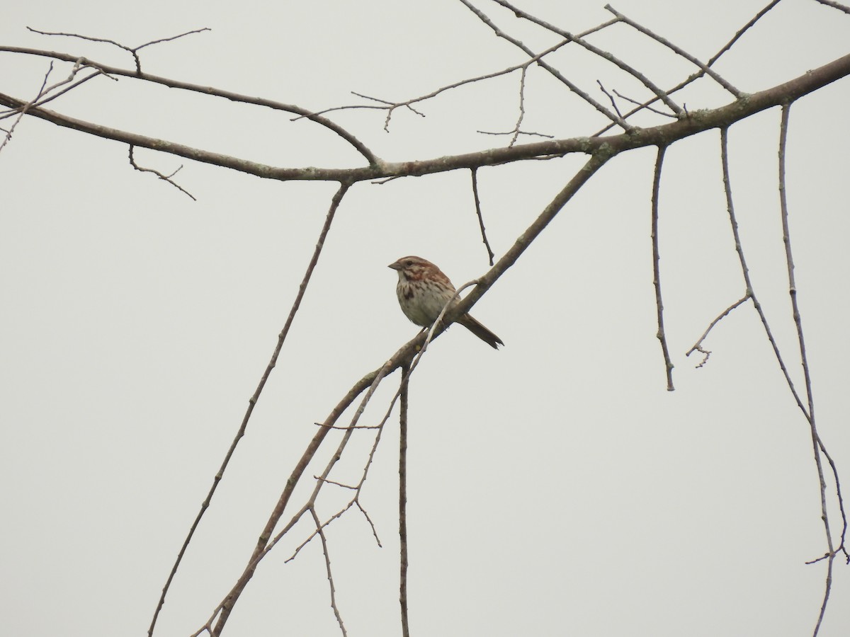 Song Sparrow - ML638506133
