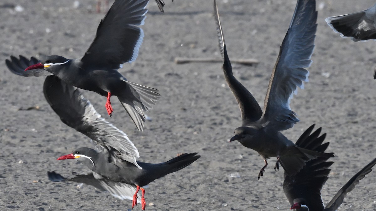 Inca Tern - ML638506134