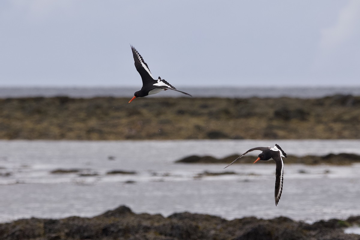 Eurasian Oystercatcher - ML638506160