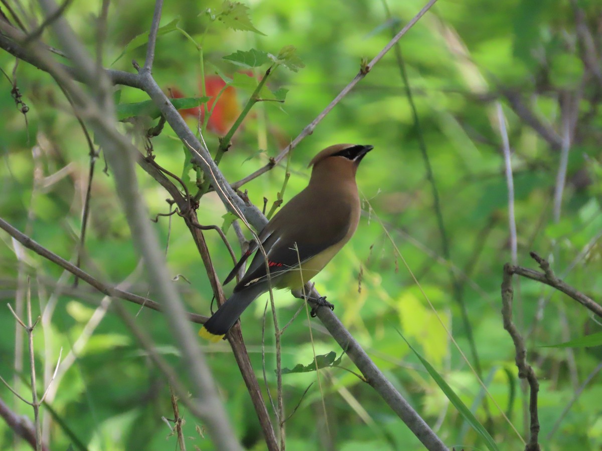 Cedar Waxwing - ML638506161