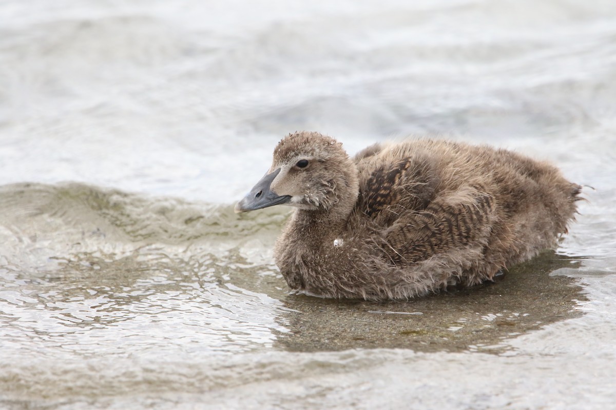 Common Eider - ML638506163