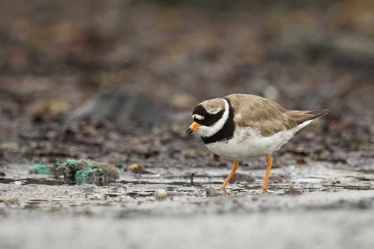 Common Ringed Plover - ML638506172
