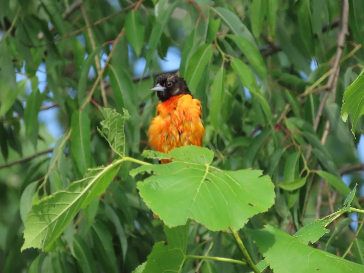 Baltimore Oriole - ML638506177