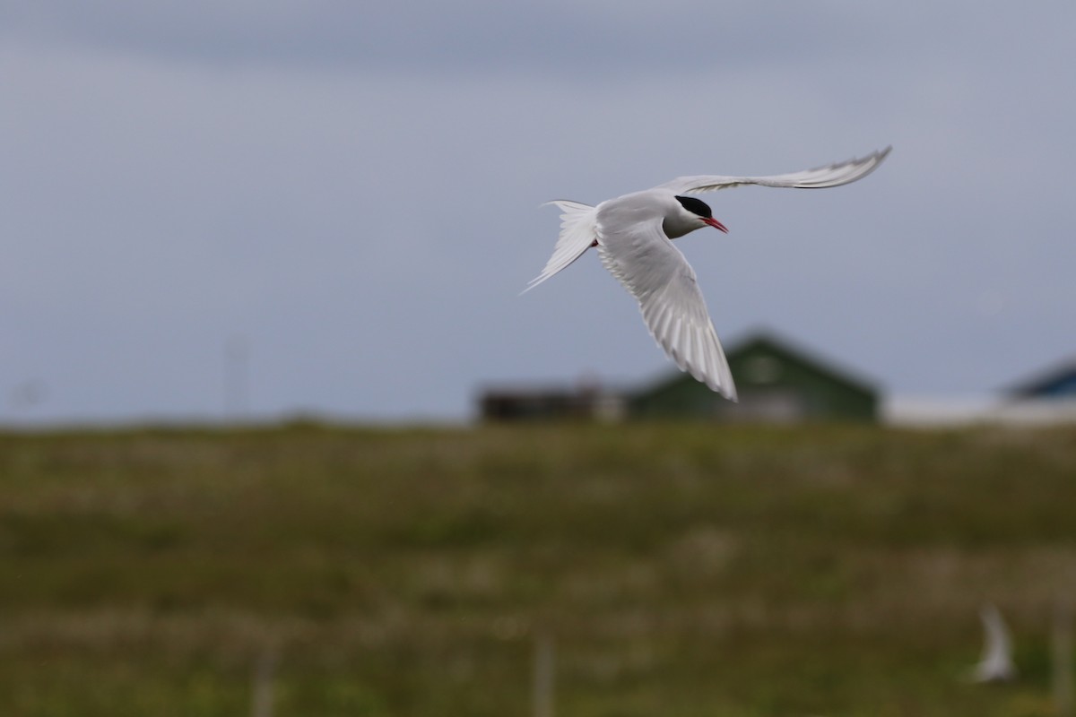Arctic Tern - ML638506185