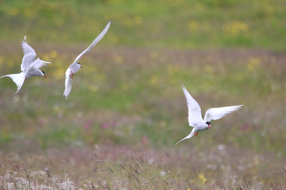 Arctic Tern - ML638506186