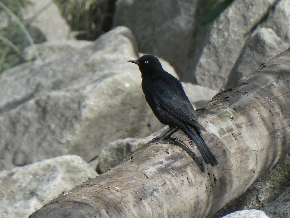 blackbird sp. - ML638506189
