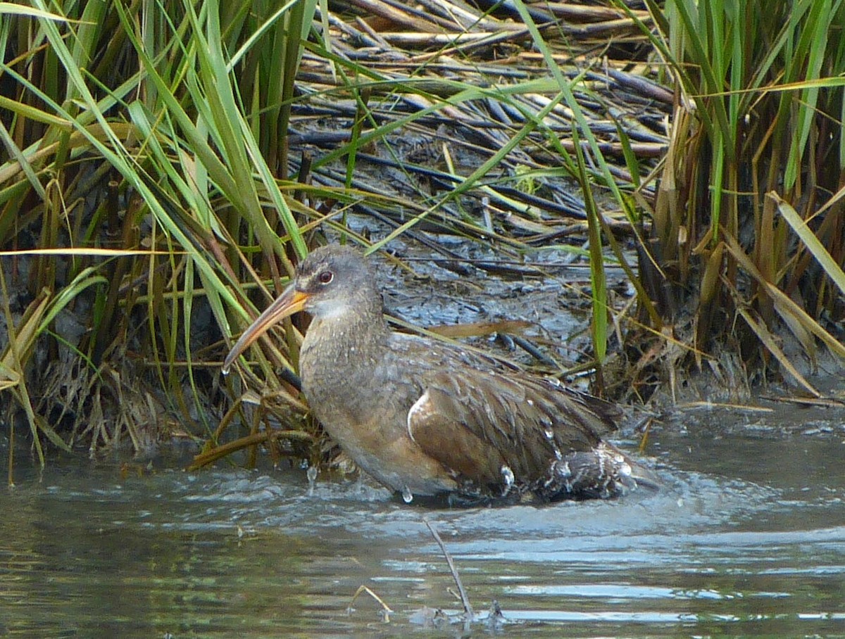 Clapper Rail - ML638506222