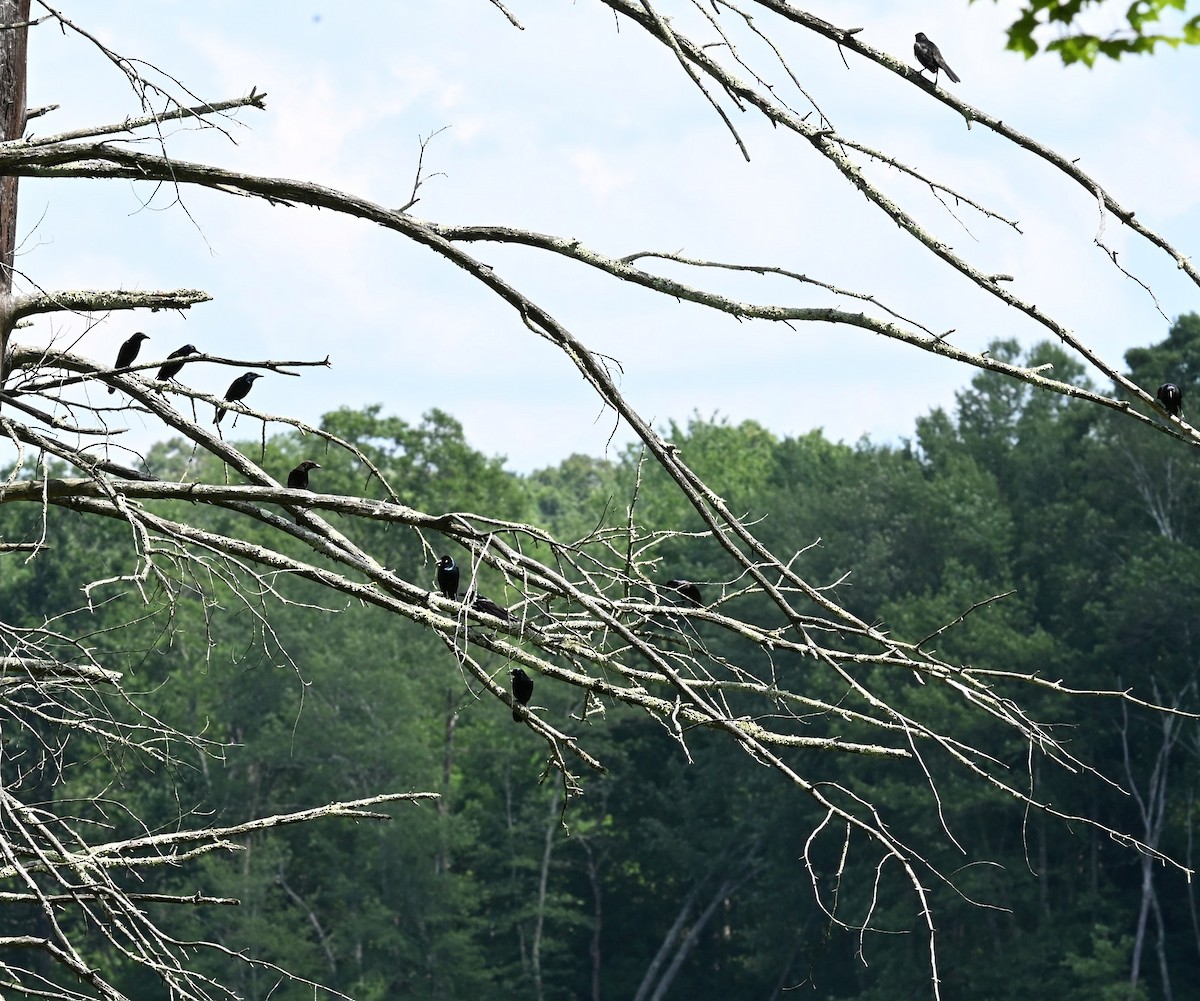 Common Grackle - ML638506249