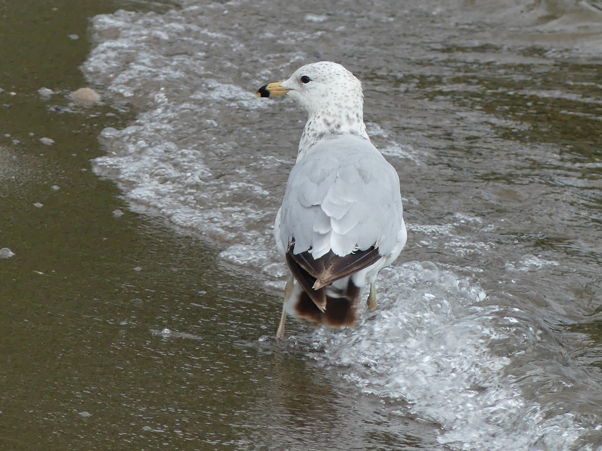 Ring-billed Gull - ML638506252