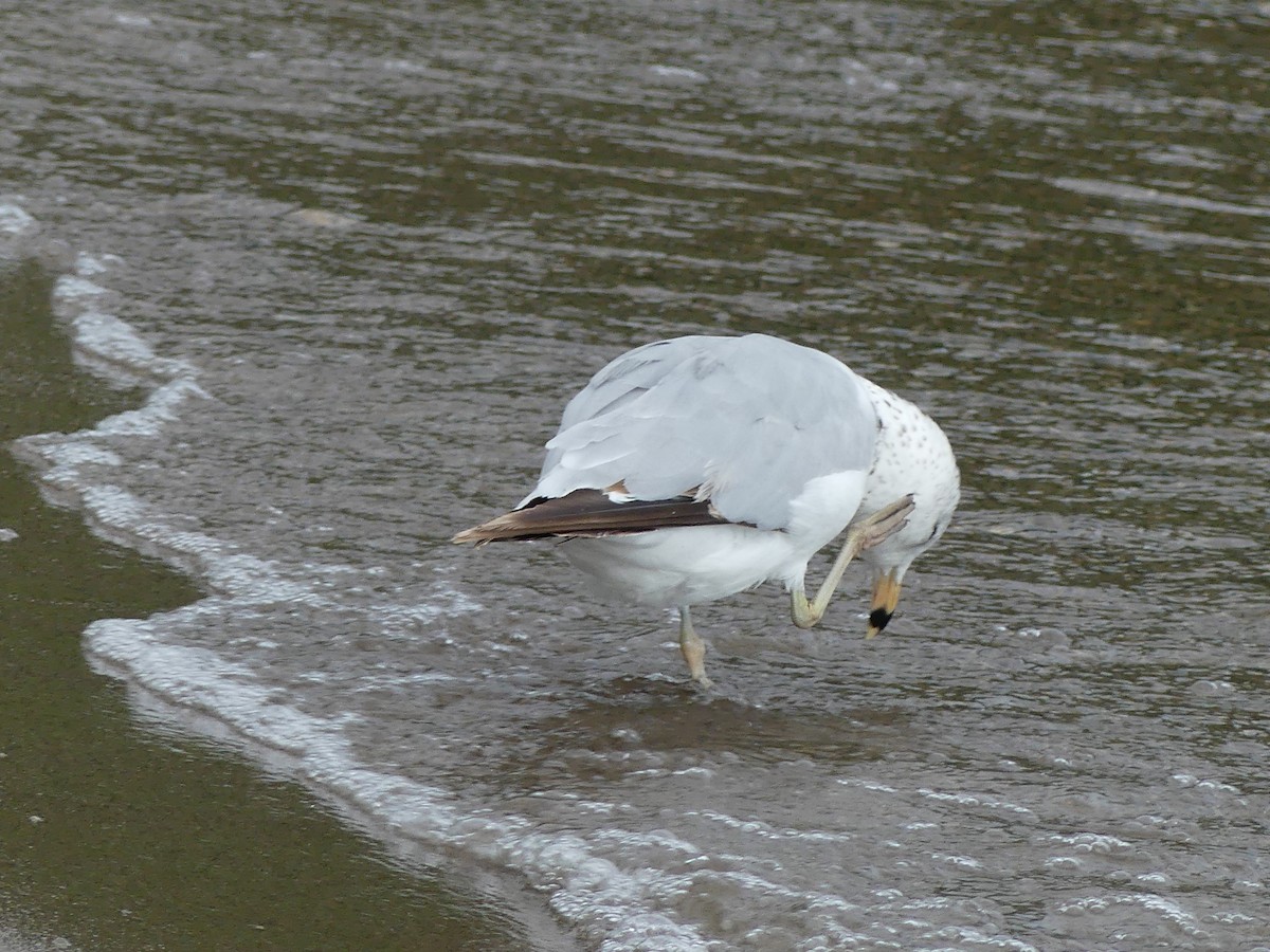 Ring-billed Gull - ML638506253