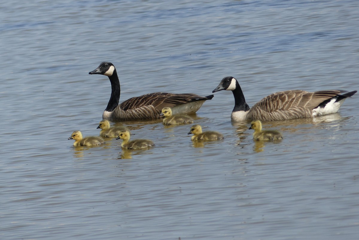 Canada Goose - ML638506256