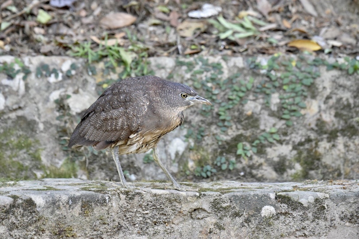 Японская кваква - ML638506335