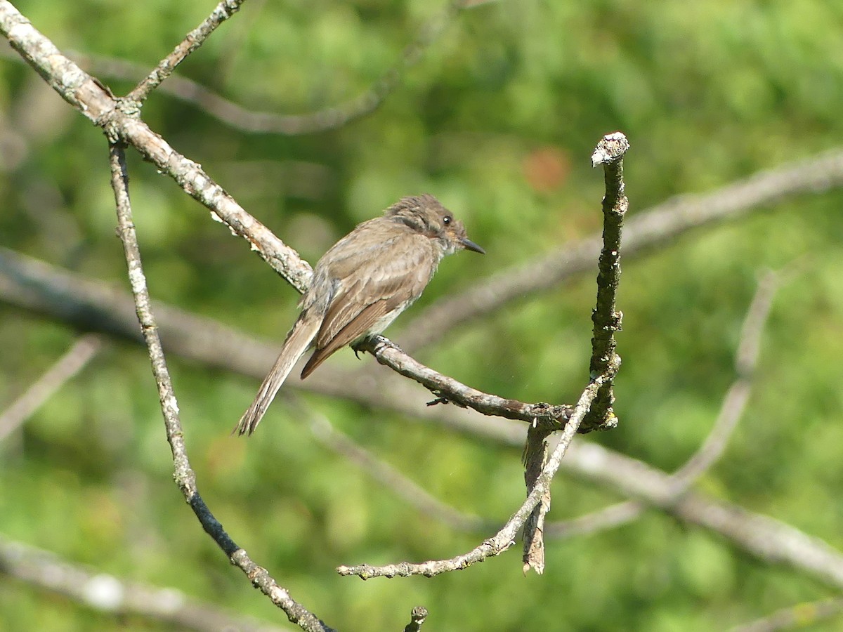 Eastern Phoebe - ML638506336