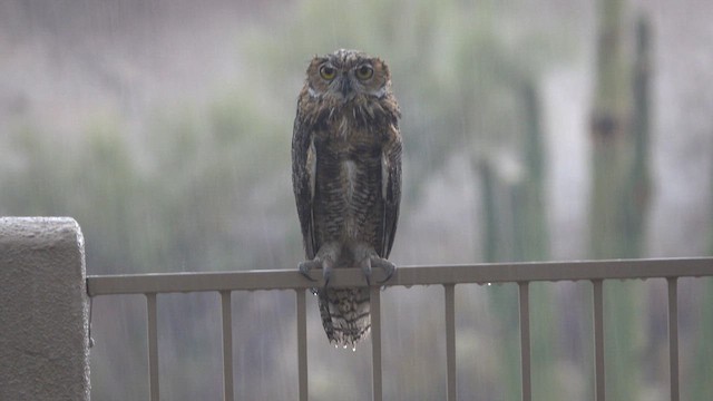 Great Horned Owl - ML638506338