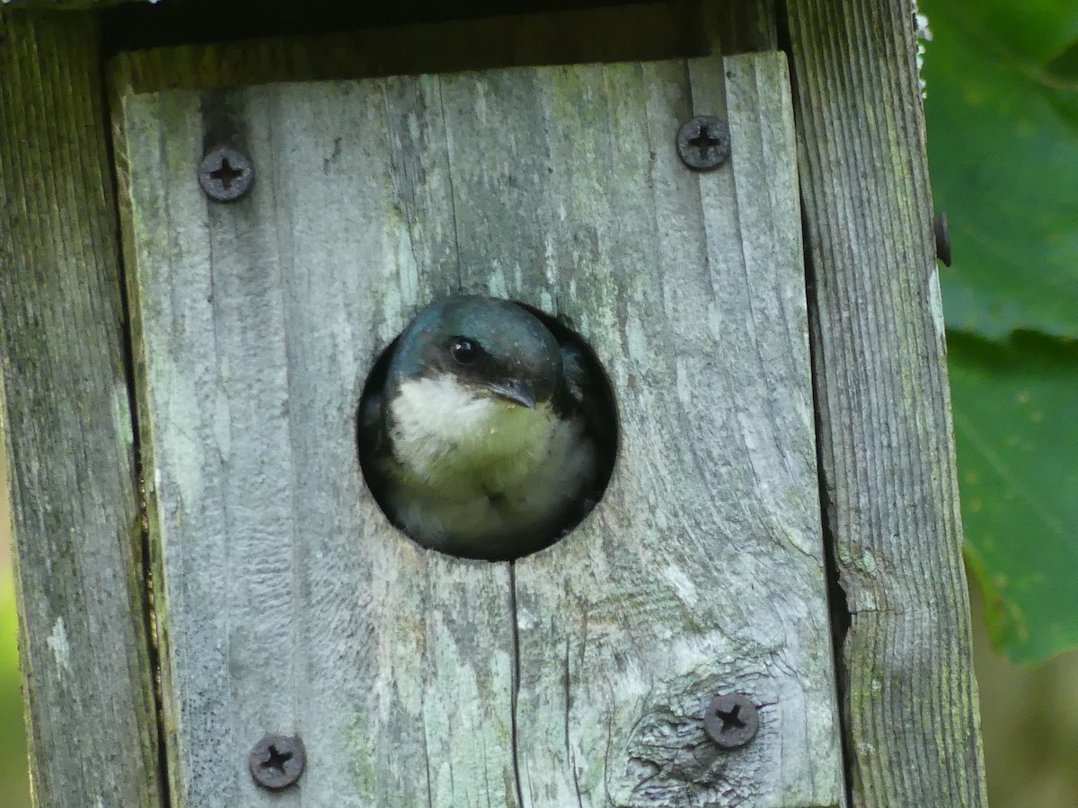 Tree Swallow - ML638506346