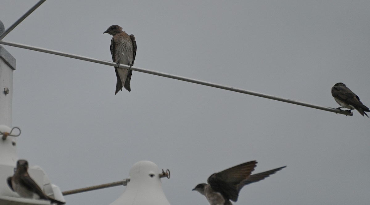 Purple Martin - ML638506349